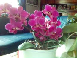 Seed starting & lights, grow lights & stands, indoor grow lights How To Take Care Of Potted Orchids Dengarden