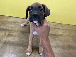 Find boxer puppies for sale on pets4you.com. Boxer Large Breed Puppies For Sale In Westchester New York