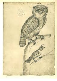 Vintage Birds Sketch Drawing Owl Maranhao Brazil Frei Etsy Owls Drawing Bird Sketch Drawing Sketches