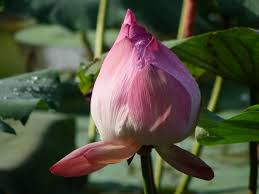 However, the plants thrive more when they are exposed to full sunlight. Lotus Flowers Craft N Home