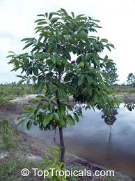 Maybe you would like to learn more about one of these? Diospyros Nigra Diospyros Digyna Diospyros Obtusifolia Black Sapote Chocolate Pudding Fruit Black Chocolate Persimmon Toptropicals Com