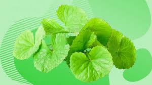 Image result for Centella