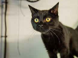 A breeder selling cheap kittens cannot afford this screening. Free And Cheap Cats And Kittens Could Be To Blame For Low Awlq Adoption Rates Gold Coast Bulletin