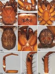 Image result for Digitaria siderograpta