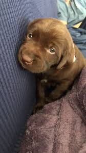 Chocolate Lab Puppy Daisy Is 5 Weeks Old She S Perfect Chocolate Lab Puppies Lab Puppy Puppies