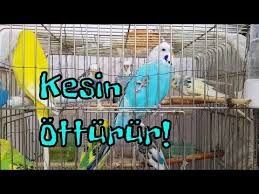 Budgie Song Budgerigar Voice Youtube