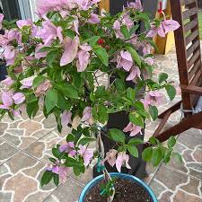 Image result for Bignonia callistegioides