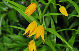 Image result for Littonia modesta