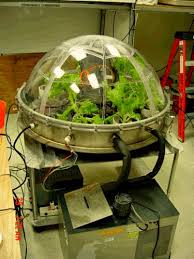 A Garden Myth Is Born Plants Dont Purify Air