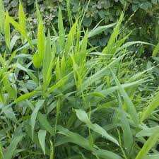 Image result for Chasmanthium latifolium