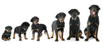 Puppies in the newborn puppy development stage are completely helpless, being born blind, deaf and neurologically underdeveloped. Puppy Growth And Development Phases Pet Ponder