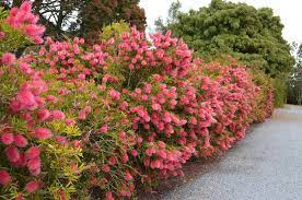 Prune to keep compact after a flush of flowers. Creating A Hedge With Australian Plants