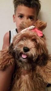 San Tan Valley Queen Creek Pets for Sale