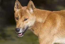 Dogs have been bred all around the world. 5 Semi Wild Dogs From Around The World Mental Floss