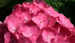 Check spelling or type a new query. Hydrangea Flower Meaning Symbolism And Colors