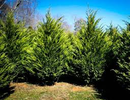 These top picks can quickly screen a view or define a lot. The Best Fast Growing Evergreen Trees Solved Bob Vila
