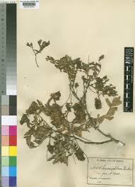 Image result for Scorodophloeus fischeri