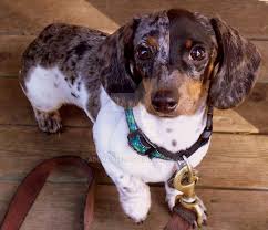 Worms are a problem that every dog has or will have in their lifetime. Miniature Dachshund Puppy Dachshund Puppy Miniature Dapple Dachshund Puppy Dachshund Puppy