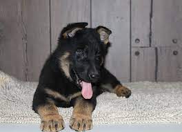 Puppies For Sale Near Me Find Your Puppy Vip Puppies German Shepherd Puppies Shepherd Puppies German Shepherd Dogs