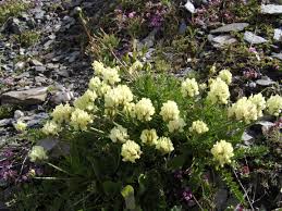 Image result for Indigofera laxiracemosa