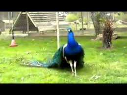 Pikok Youtube Vladimir pikok sang the role of the astrologer in the premiere of the opera the golden cockerel. pikok