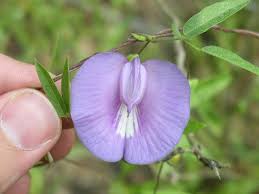 Image result for Centrosema