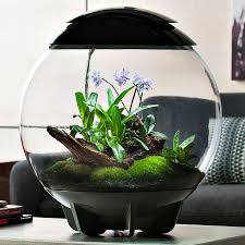 Grow A Small Tropical Rainforest In Your Living Room Https Noveltystreet Com Item 27514 Terrarium Miniature Garden Air Plants