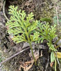 Image result for Asplenium theciferum