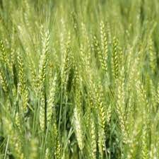 Ea si variatele produse care se obtin din faina de grau constituie hrana constituie o planta premergatoare excelenta pentru culturile de primavara (rapita) si plantele furazere de toamna. Samanta Grau Katou Grau De Toamna Tardiv Spic Aristat