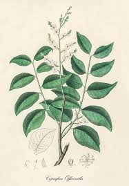 Image result for Copaifera