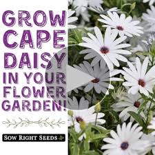 Image result for Osteospermum barberiae