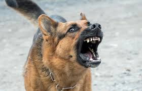 We checked out several major your therapy animal can fly for a fee under southwest's pet policy, which allows up to six animals on one flight. Aa Flight Attendant Viciously Attacked By Emotional Support Dog Live And Let S Fly