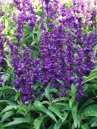 31 Salvia Varieties That Will Look Stunning In Your Garden In 2020 Salvia Plants Salvia Annual Plants