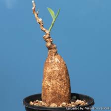 Image result for Euphorbia platycephala