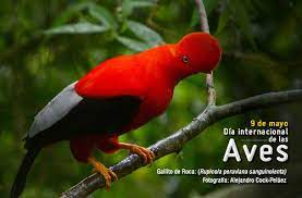 El 8 de mayo se celebra el día mundial del cáncer de ovario, el cáncer femenino con la tasa de supervivencia más baja. 9 De Mayo Dia Internacional De Las Aves A Photo On Flickriver