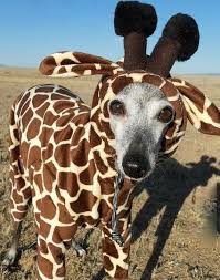 Tiny Giraffe Pet Costume Jammies Have Your Own Lap By Hatz4brats 55 00 Your Dog Will Never Pet Halloween Costumes Dog Halloween Costumes Halloween Animals