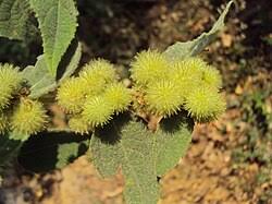 Image result for Triumfetta dekindtiana