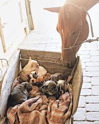 Check spelling or type a new query. Bubbles Pet Spa Mangalore Hessumobiili