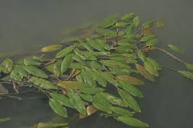 Image result for Potamogeton nodosus