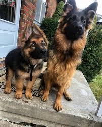 Woman Revealed It Took Days To Get Her 17 Cats And Dogs To Pose Together For A Picture In 2020 German Shepherd Dogs German Shepard Puppies Long Haired German Shepherd