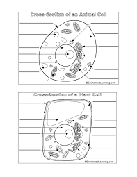 Animal cell/plant cell (blank) printable. Perfect Animal And Plant Cells Worksheet 61 For Animal Cell Diagram With Animal And Plant Cells Wo Cells Worksheet Plant Cells Worksheet Animal Cells Worksheet