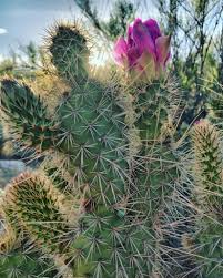 2 pruning a padded or prickly pear cactus. Cacti Of Zion Southern Utah Plant Life Zion Canyon