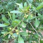 Image result for Searsia gueinzii