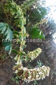 Image result for Leucas