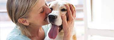 5 Reasons Why Dogs Like To Sit On Your Lap Hill S Pet