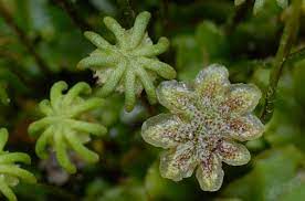 It is variable in appearance and has several subspecies. Marchantia Polymorpha Eine Seltsame Unterwasserpflanze Gartenarbeit Auf