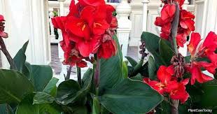 However, they keep pumping out colorful flowers from late spring or early summer to frost. Learn How To Deadhead Canna Lily Plants Plantcaretoday