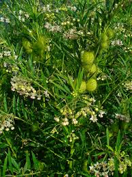 Image result for Gomphocarpus fruticosus