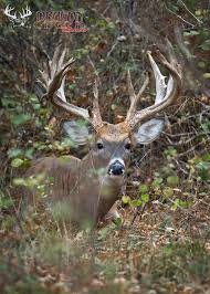 Maybe you would like to learn more about one of these? Giant Trophy Whitetail Buck