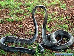 We've got 32+ great wallpaper images on a computer it is usually for the desktop, while on a mobile phone it is usually the background for the. Snake King Cobra Hd Wallpapers Wallpaper Cave